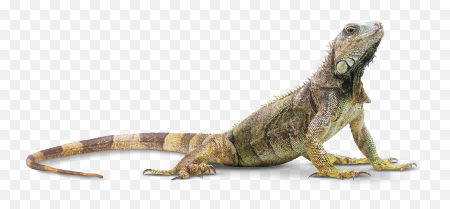 Lizards Png Hd Transparent Hdpng Images Pluspng - Lizard Png,Lizard Transparent