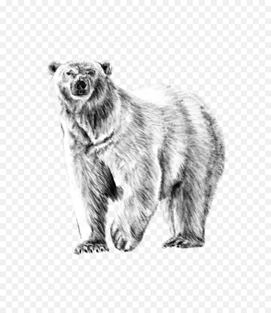 Hand Draw An Icon In A Sketched Pen And - Grizzly Bear Png,How To Draw An Icon