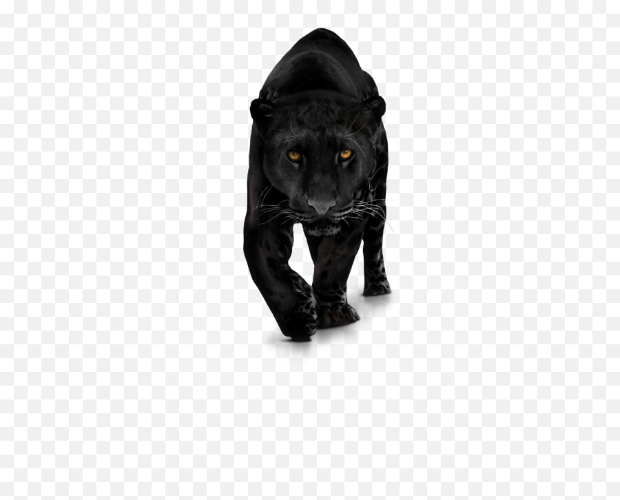 Panther Clipart Transparent Background - Animal Black Panther Png,Panthers Png