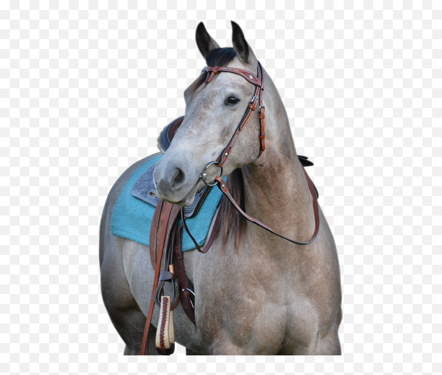 Cavalier Equestrian Inc - Halter Png,Used Custom Icon Flight Dressage Saddle