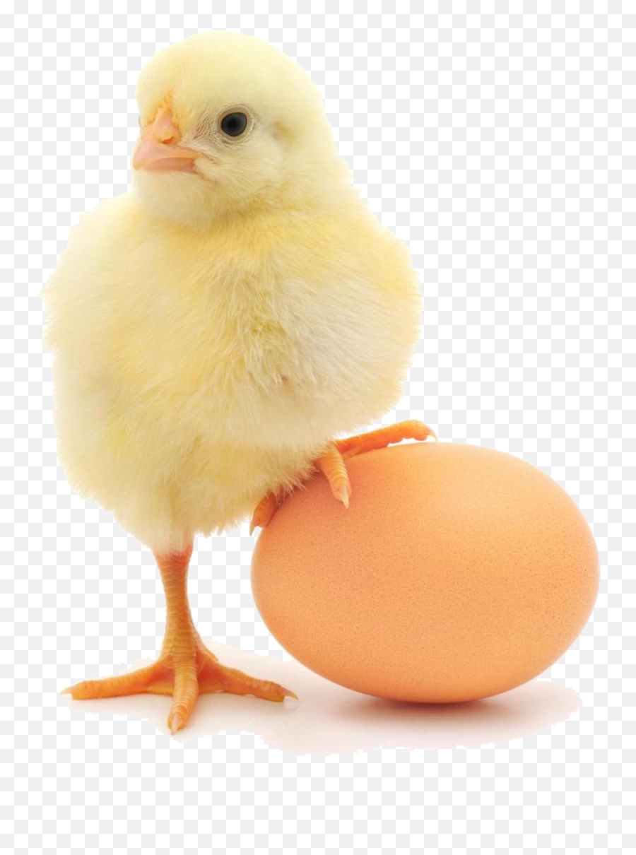 Baby Chicken Png Free Download Arts - Chicken Standing On Egg,Chicken Png