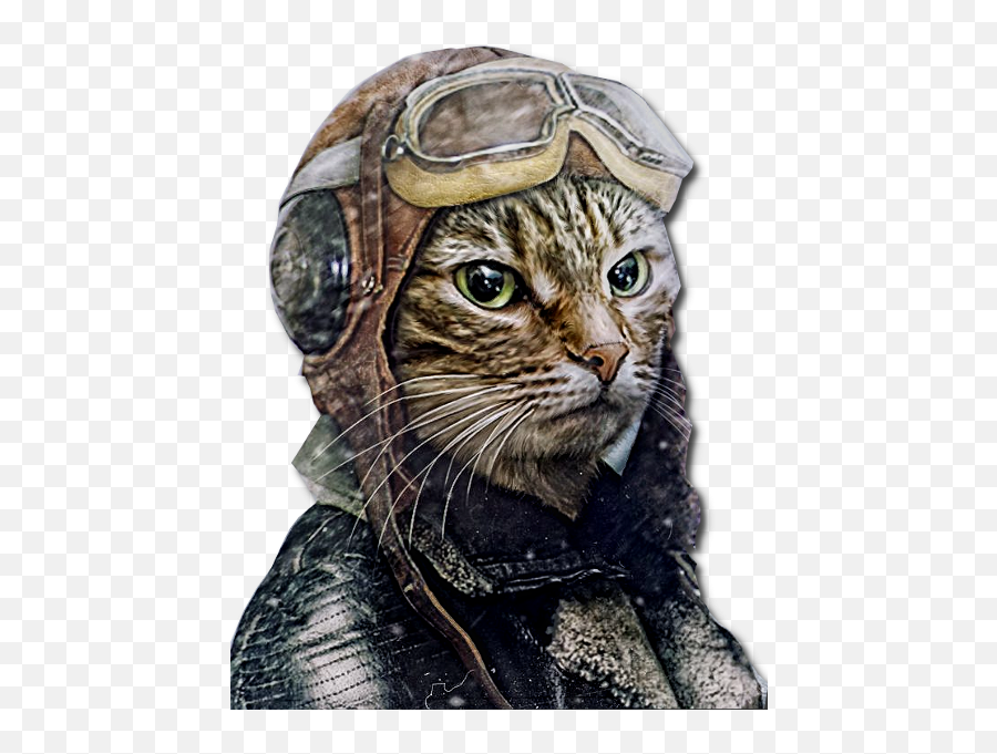 F14tomcats Content - Cats Dressed As Pilots Png,Mbam Icon