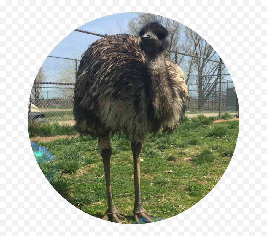 Emu African Safari Wildlife Park - Port Clinton Oh Grassland Png,Ostrich Icon
