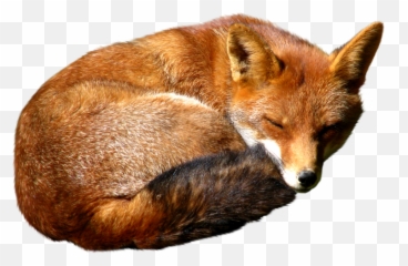 Fox Transparent Png Image - Transparent Fox Png,Fox Png