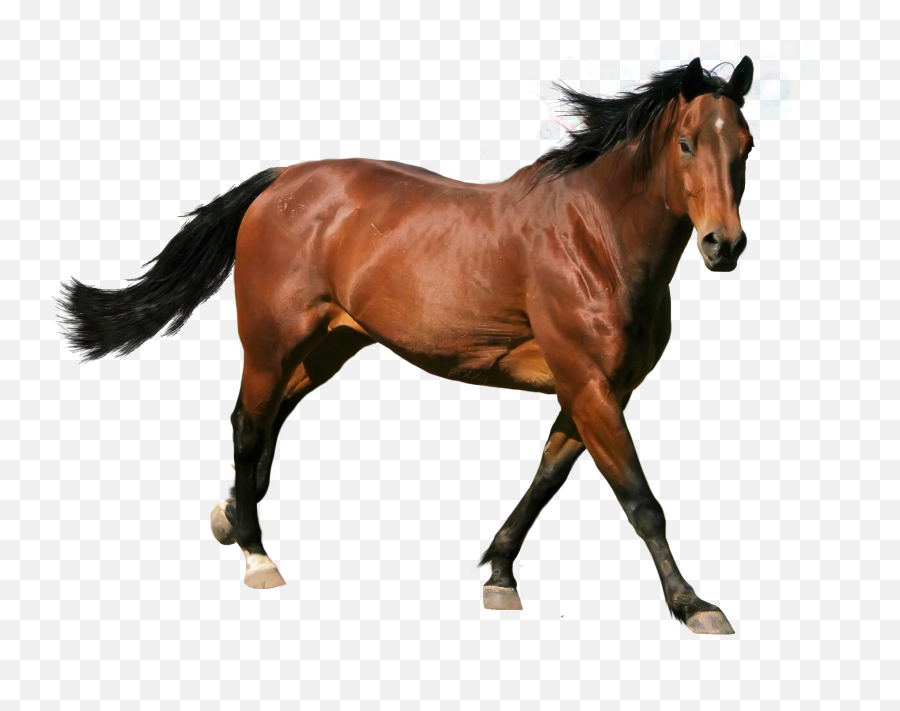 Download Free Png Caballo - Brown Horse,Caballo Png