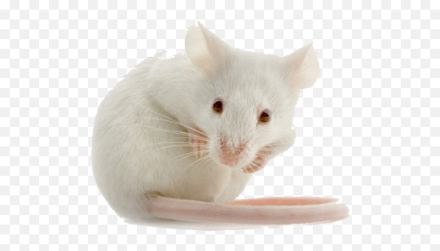 White Mouse Transparent File - Mice Lab Png,Mouse Transparent