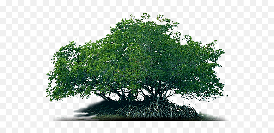 Mangrove - Oak Png,Mangrove Png
