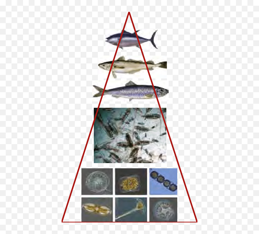 Marine Food Pyramid Concentrating - Sail Png,Food Pyramid Png
