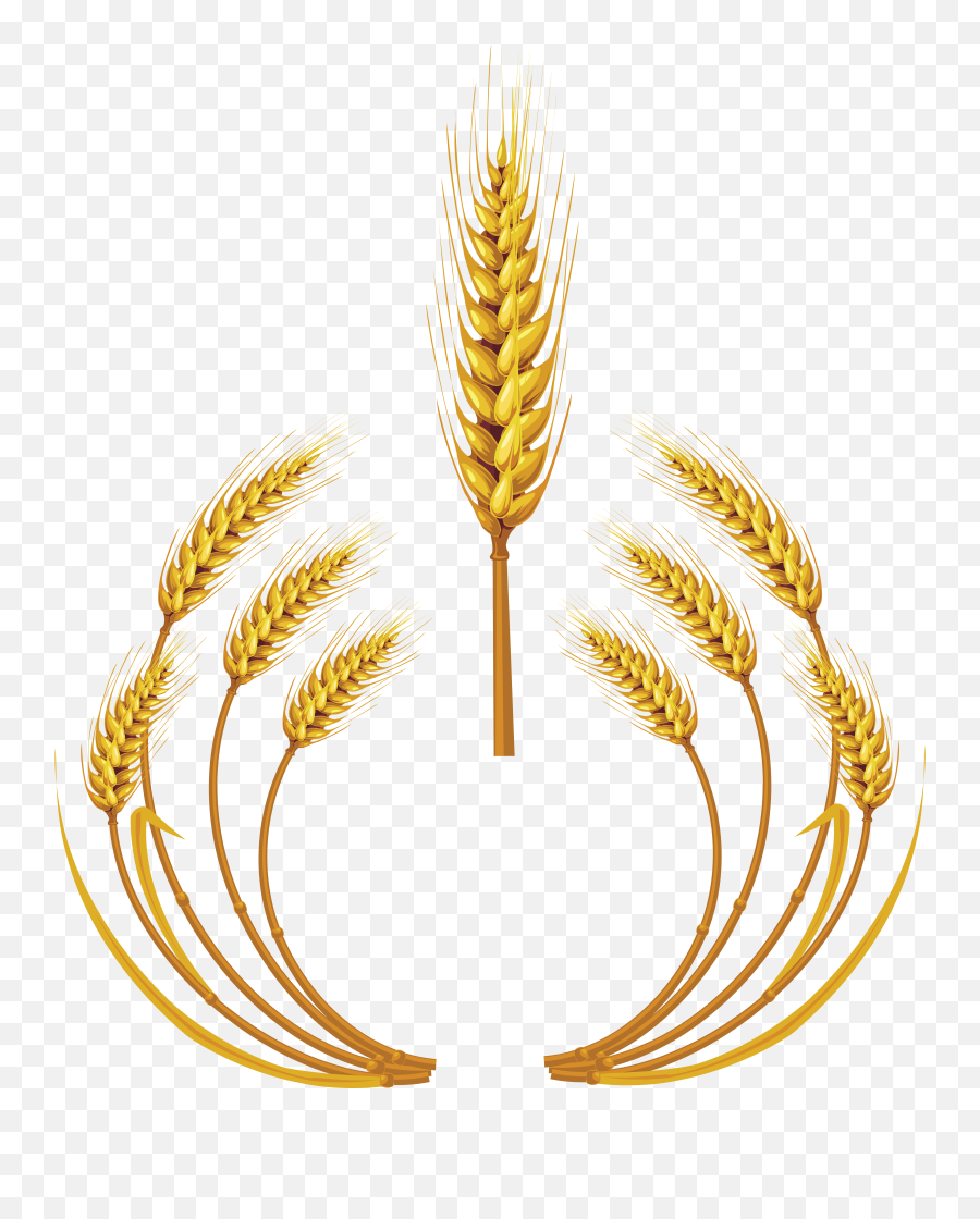 Wheat Png - Transparent Wheat Logo Png,Wheat Transparent Background