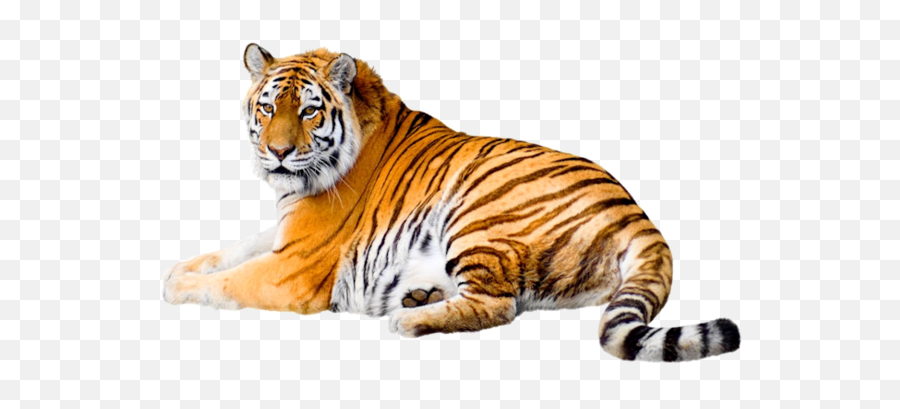 Tigre Png Image - Sitting Tiger Png,Tigre Png
