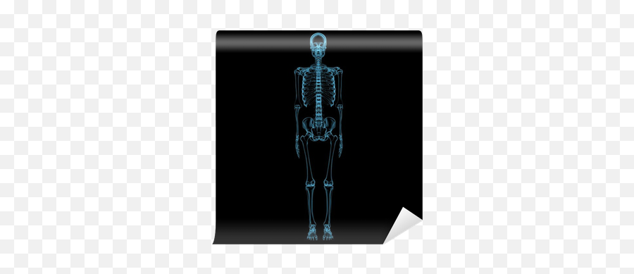 Human Skeleton 3d Xray Blue Transparent Wall Mural U2022 Pixers - We Live To Change Skeleton Png,Skeleton Transparent