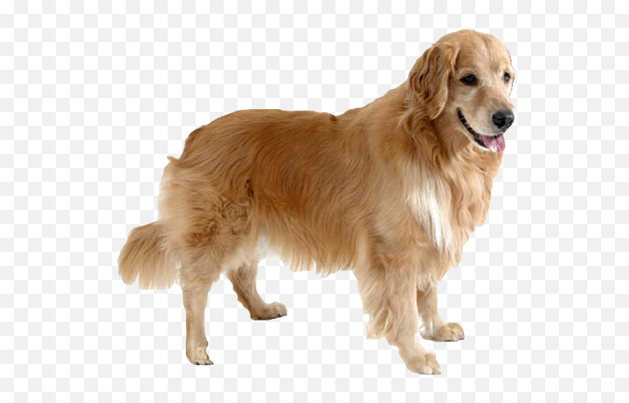 Gallery - Golden Retriever Transparent Gif Png,Golden Retriever Transparent