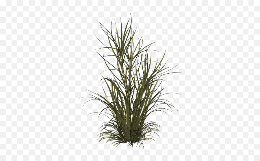 Switchgrass Panicum Virgatum Plant Care Guide Auntie - Cespugli Png,Tall Grass Png