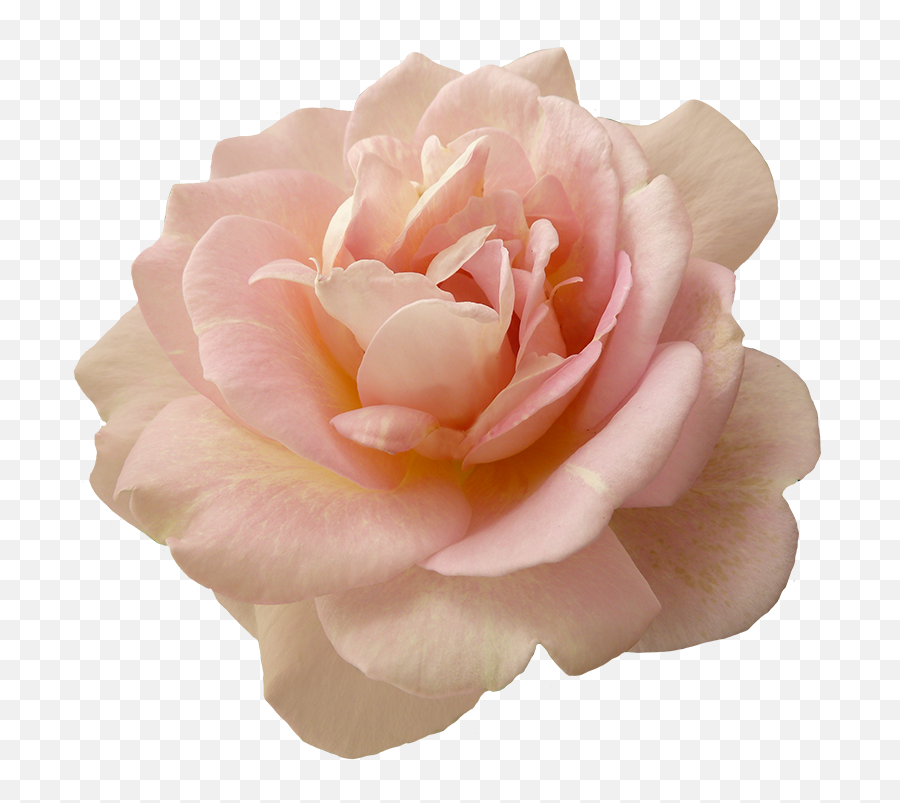 Beautiful Pink Rose Flower Png Roses