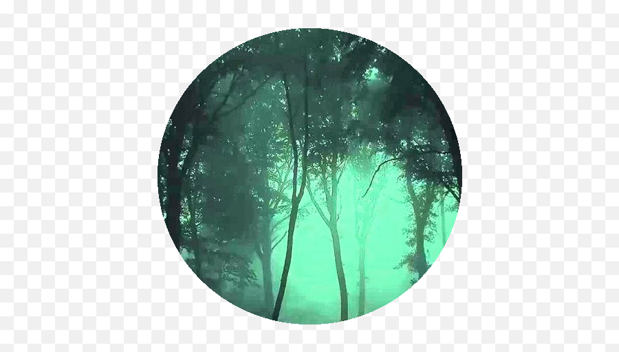 Download Shadeclans Dark Forest Banner - Circle Png,Rainforest Png