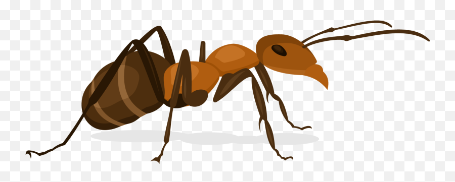 Ant Insect X - Ant Vector Image Png,Ants Png