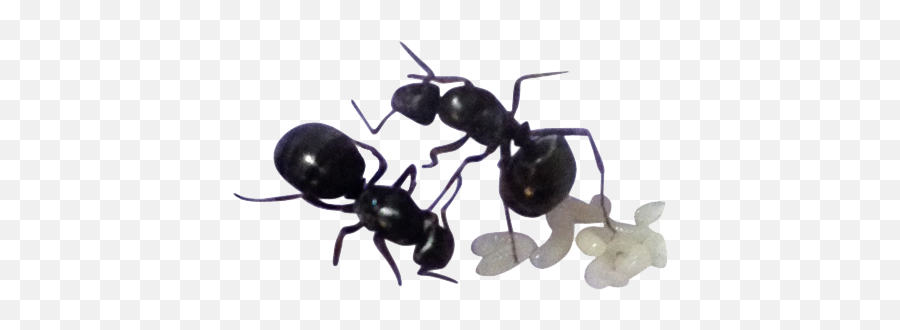 Ant Keeper Magazine - Carpenter Ant Png,Ant Transparent