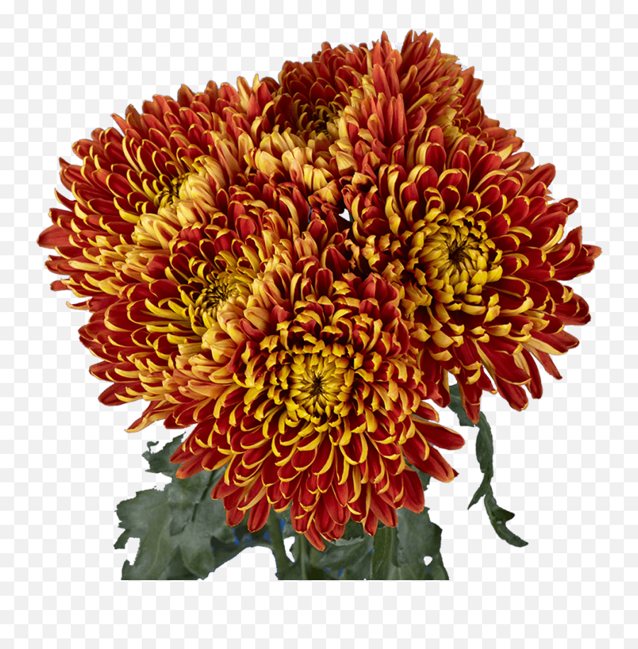 Premium Bronze Chrysanthemum Disbud Flowers - Chrysanths Png,Chrysanthemum Png