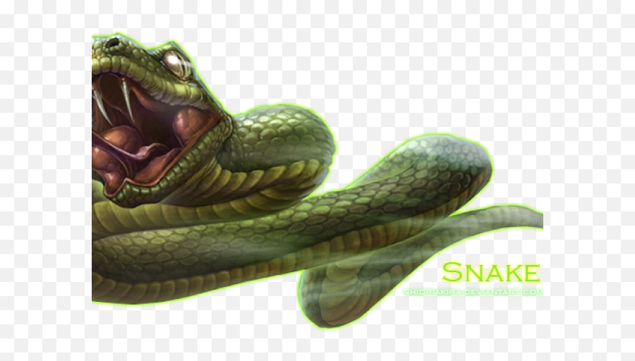 Rattlesnake Png Transparent Images - Python,Rattlesnake Png