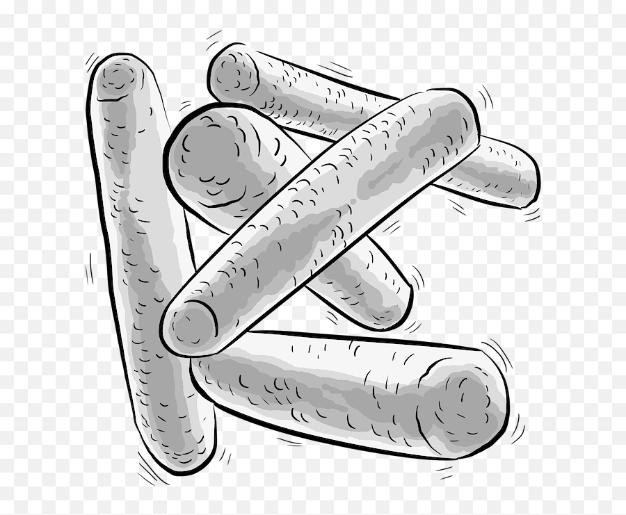 Bacteria Bacillus Lactobacillus - Free Image On Pixabay Lacto Bacillus Pencil Drawing Png,Bacteria Png
