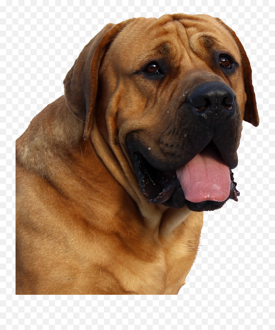 Dog Png Image Beautiful Dogs Transparent Pictures - Free Top 10 Dogs In India,Cute Dog Png