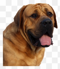 Dog Png Image Beautiful Dogs Transparent Pictures - Free Top 10 Dogs In India,Cute Dog Png