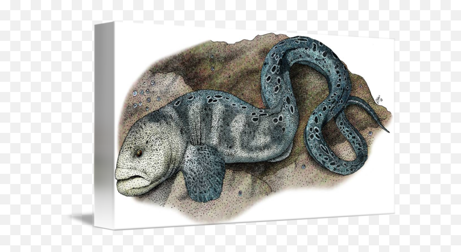 Wolf Eel By Roger Hall - Drawing Png,Eel Png