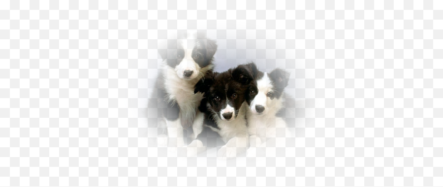 Index Of Userstbalzedogpng - Train A Border Collie Puppy,Puppies Png