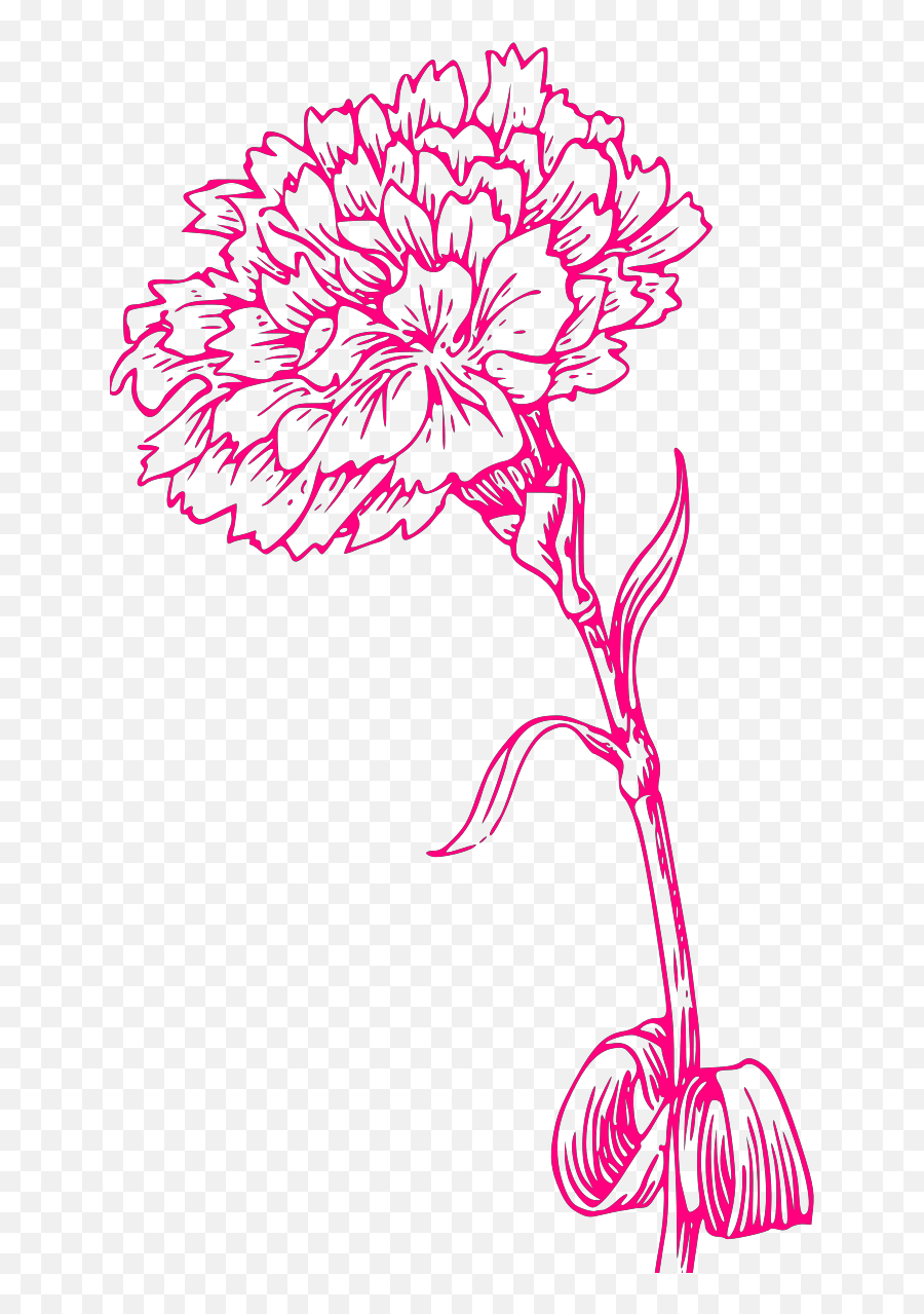 Pink Carnation Sketch Svg Vector Clip - Carnation Tattoo Designs Png,Carnation Png