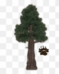 Zt2 Download Library Wiki - Zoo Tycoon 2 Coast Redwoods Png,Redwood Tree Png