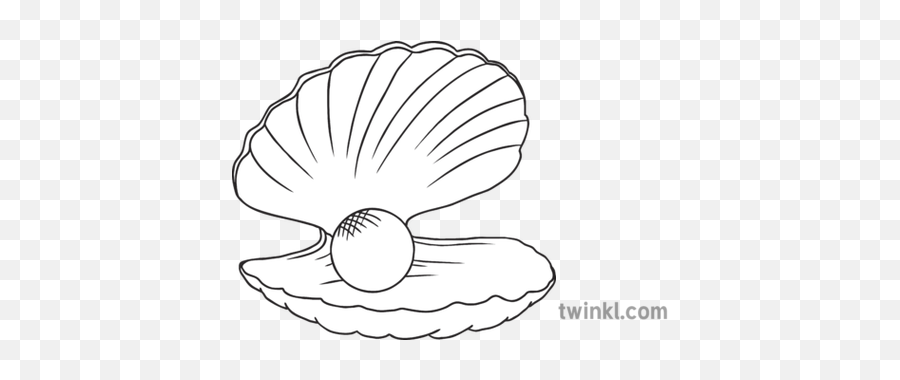 Pearl Shell Year 2 Australian Hass Inquiry Skills Ks1 Black - Pearl In A Shell Illustration Png,Pearl Png