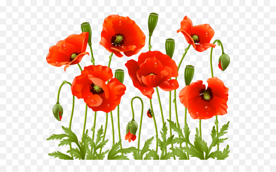 Pin - Poppy Flowers Png,Poppies Png