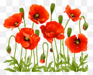 Pin - Poppy Flowers Png,Poppies Png