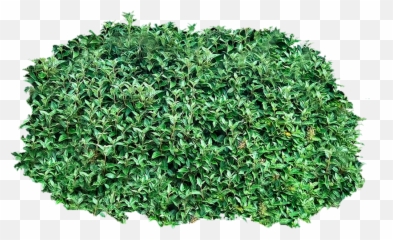 15 Shrub Bushes Clipart Transparent Free Clip Art Stock - Transparent Background Bushes Png,Grass Clipart Transparent