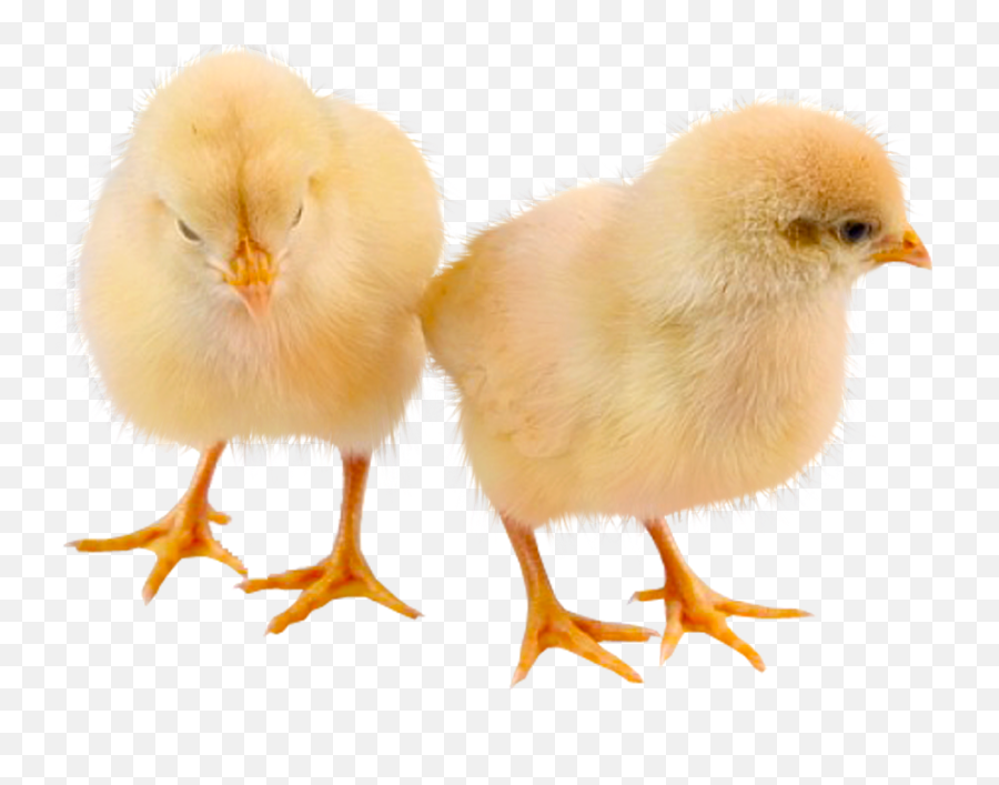 Baby Chicken Png Transparent Cartoon - Jingfm,Chicken Png