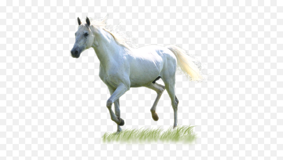 Download White Horse Png Images - White Horse Png,White Horse Png