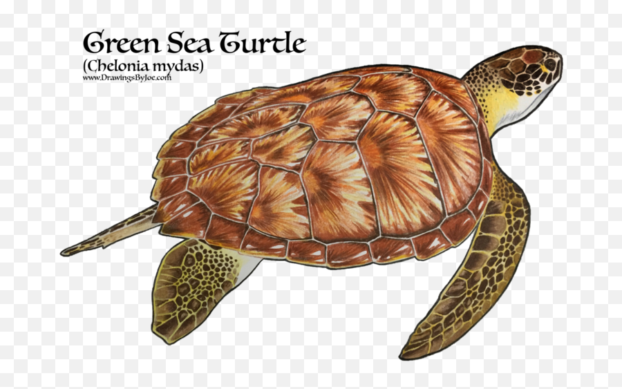 Artwork By Joe - Sea Turtles Png,Cute Turtle Png