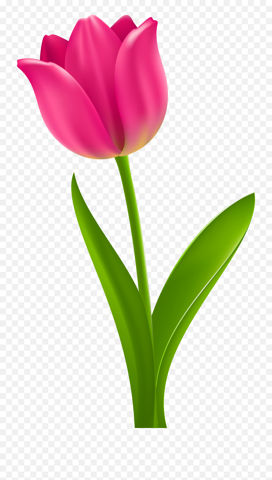 Pink Tulip Transparent Clip Art - Tulip Clipart Png,Tulip Transparent