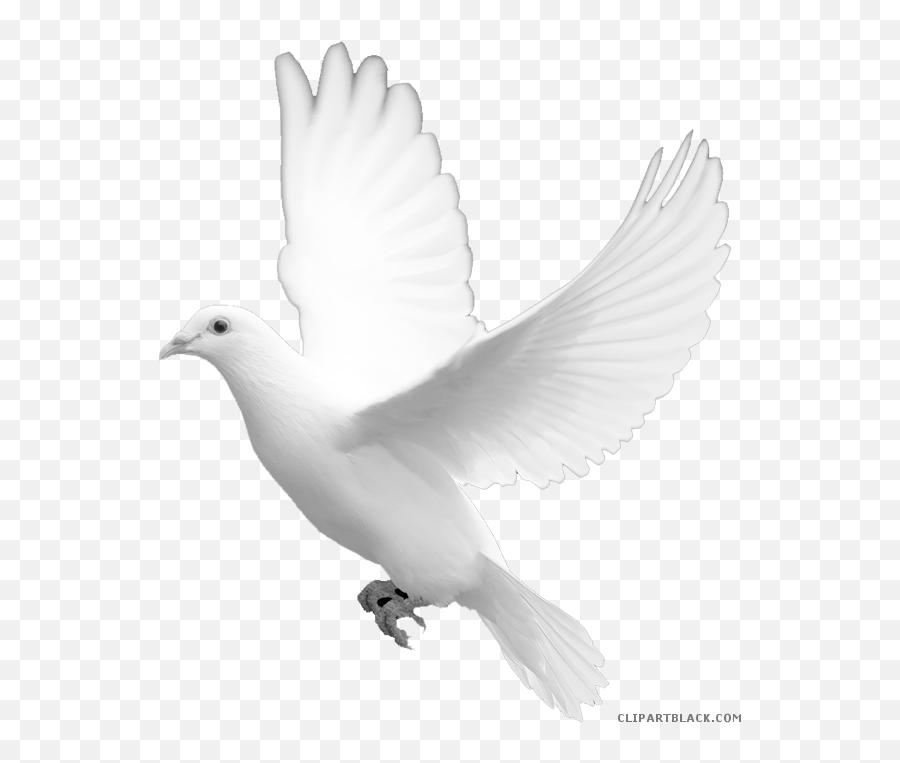 Transparent Background White Dove Png
