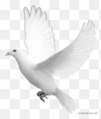 Transparent Background White Dove Png