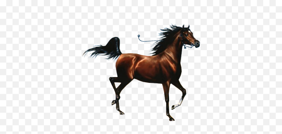 Caballo Png 2 Image - Love Horses,Caballo Png