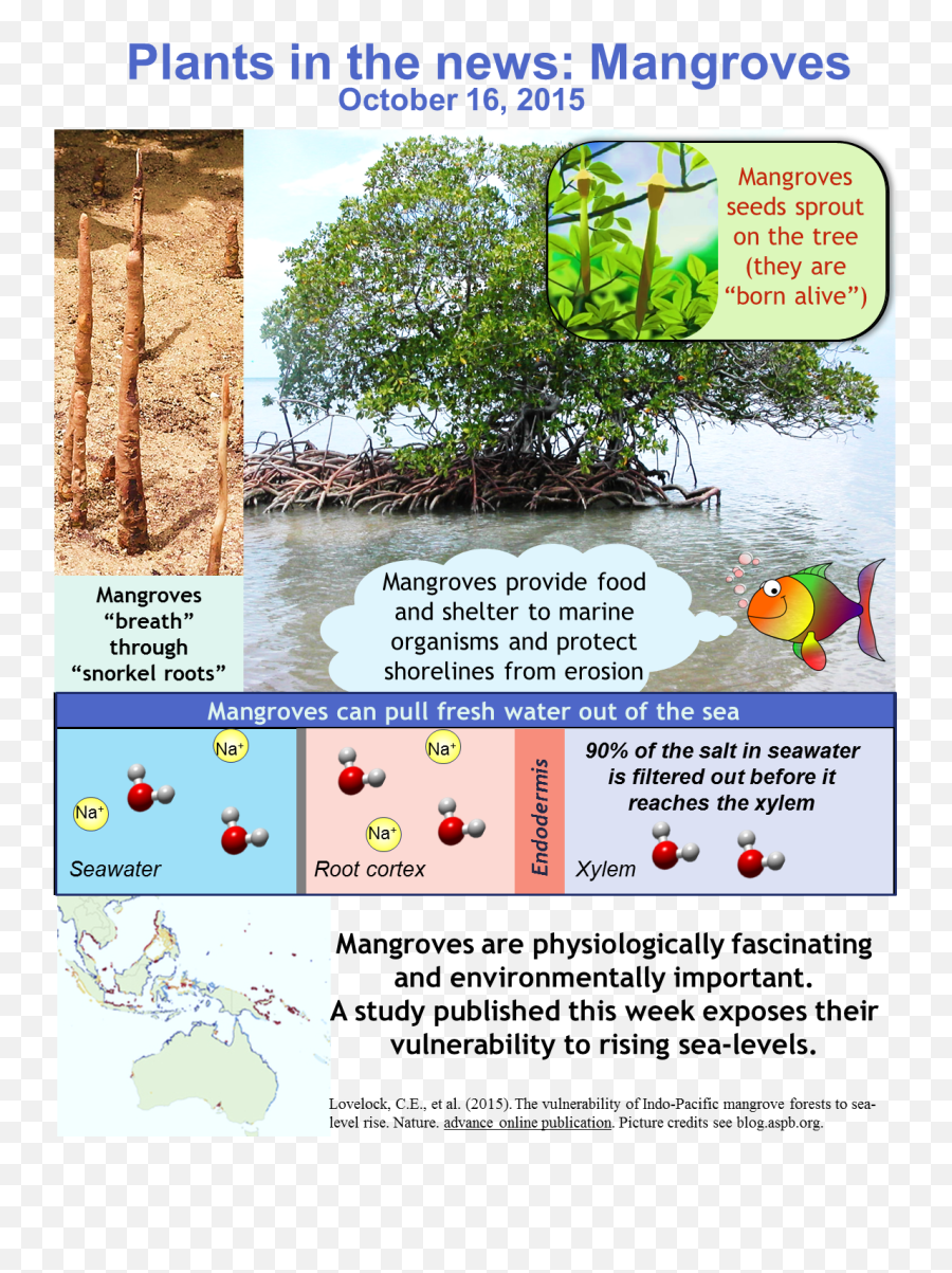 Marvellous Mangroves - Pneumatophores Png,Mangrove Png