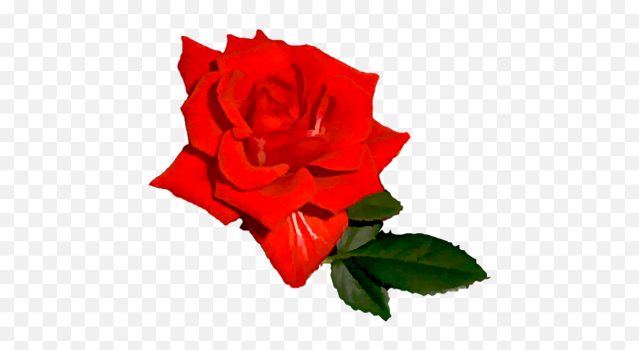Index Of Userstbalzeflowerrosespng - Bright Red Rose Png,Red Rose Png