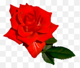 Index Of Userstbalzeflowerrosespng - Bright Red Rose Png,Red Rose Png