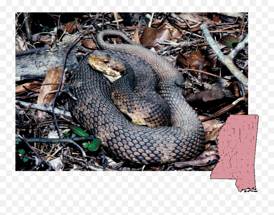Mdwfp - Mississippi Water Moccasin Snake Png,Venom Snake Png