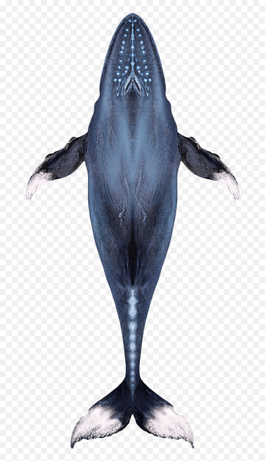 Activities - Humpback Whale Png,Humpback Whale Png