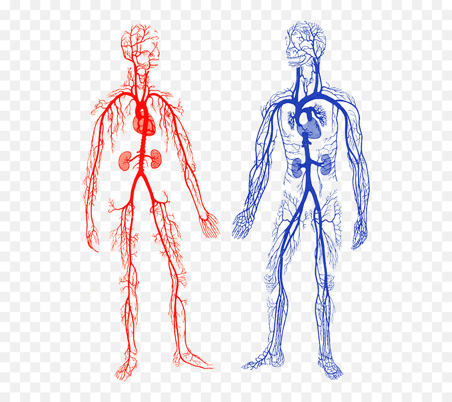 Drawing Veins Arm Transparent Png - Arteries And Veins Gif,Vein Png