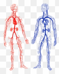 Drawing Veins Arm Transparent Png - Arteries And Veins Gif,Vein Png