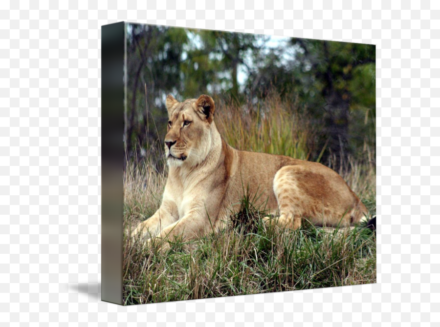 Lioness By Karl Henderson - Masai Lion Png,Lioness Png