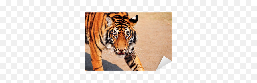 Bengal Tigers Png V - Bengal Tiger,Tigers Png